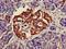Musculin antibody, orb48959, Biorbyt, Immunohistochemistry paraffin image 