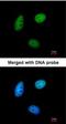MAF1 Homolog, Negative Regulator Of RNA Polymerase III antibody, NBP1-31617, Novus Biologicals, Immunofluorescence image 