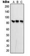 Phosphofructokinase, Platelet antibody, orb214385, Biorbyt, Western Blot image 