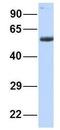Butyrophilin Like 3 antibody, GTX46404, GeneTex, Western Blot image 