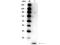 IL-17 antibody, NBP1-42774, Novus Biologicals, Western Blot image 