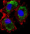 Aldehyde Dehydrogenase 6 Family Member A1 antibody, M08868, Boster Biological Technology, Immunofluorescence image 