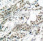 Forkhead Box O4 antibody, AP0177, ABclonal Technology, Immunohistochemistry paraffin image 