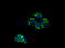 Nucleoside diphosphate kinase, mitochondrial antibody, TA501116, Origene, Immunofluorescence image 
