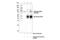 STAT3 antibody, 98543S, Cell Signaling Technology, Immunoprecipitation image 