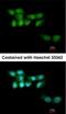 UV Stimulated Scaffold Protein A antibody, NBP1-32598, Novus Biologicals, Immunocytochemistry image 