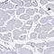 Phospholipase A2 Group IB antibody, HPA041105, Atlas Antibodies, Immunohistochemistry frozen image 
