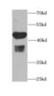 Calcium/Calmodulin Dependent Protein Kinase ID antibody, FNab01227, FineTest, Western Blot image 