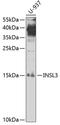 Insulin-like 3 antibody, 19-819, ProSci, Western Blot image 