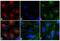 Mouse IgG antibody, 31660, Invitrogen Antibodies, Immunofluorescence image 