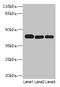 Protein Phosphatase Methylesterase 1 antibody, CSB-PA018501LA01HU, Cusabio, Western Blot image 