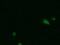 Phosphogluconate Dehydrogenase antibody, M01623, Boster Biological Technology, Immunofluorescence image 