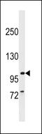 Bardet-Biedl Syndrome 9 antibody, 59-704, ProSci, Western Blot image 