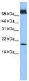 FUN14 Domain Containing 1 antibody, TA337771, Origene, Western Blot image 