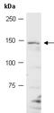 SEC2 antibody, orb131690, Biorbyt, Western Blot image 