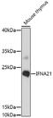 Interferon Alpha 21 antibody, 16-786, ProSci, Western Blot image 