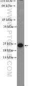 60S ribosomal protein L29 antibody, 15799-1-AP, Proteintech Group, Western Blot image 
