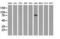 10-FTHFDH antibody, LS-C115733, Lifespan Biosciences, Western Blot image 