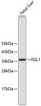 Fibrinogen Like 1 antibody, 13-876, ProSci, Western Blot image 