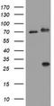 Receptor Interacting Serine/Threonine Kinase 1 antibody, TA800325, Origene, Western Blot image 