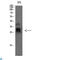TIMP Metallopeptidase Inhibitor 4 antibody, LS-C813565, Lifespan Biosciences, Western Blot image 