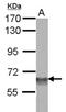 SWI/SNF-related matrix-associated actin-dependent regulator of chromatin subfamily D member 3 antibody, NBP2-15122, Novus Biologicals, Western Blot image 