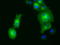 Golgi reassembly-stacking protein 1 antibody, TA501392, Origene, Immunofluorescence image 