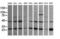 RAB21, Member RAS Oncogene Family antibody, M05683-1, Boster Biological Technology, Western Blot image 