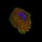 S100 Calcium Binding Protein A4 antibody, NBP2-52890, Novus Biologicals, Immunocytochemistry image 