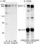 Mediator of DNA damage checkpoint protein 1 antibody, A300-052A, Bethyl Labs, Western Blot image 