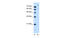 Solute Carrier Family 26 Member 1 antibody, MBS5300457, MyBioSource, Western Blot image 