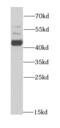 Aminoacylase 1 antibody, FNab00362, FineTest, Western Blot image 