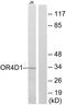 Olfactory Receptor Family 4 Subfamily D Member 1 antibody, PA5-38235, Invitrogen Antibodies, Western Blot image 