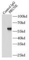Prune Exopolyphosphatase 1 antibody, FNab06836, FineTest, Immunoprecipitation image 