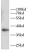 Annexin A2 antibody, FNab10399, FineTest, Western Blot image 