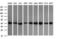 Acetyl-CoA Acyltransferase 2 antibody, LS-C174712, Lifespan Biosciences, Western Blot image 