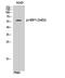 HMG-Box Transcription Factor 1 antibody, A03046S402, Boster Biological Technology, Western Blot image 
