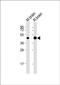 Mitochondrial Calcium Uniporter antibody, orb348963, Biorbyt, Western Blot image 