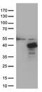 Hes Family BHLH Transcription Factor 1 antibody, TA503958, Origene, Western Blot image 