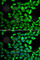 Cyclophilin D antibody, A6949, ABclonal Technology, Immunofluorescence image 