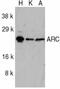ARC/ARG3.1 antibody, PA1-30681, Invitrogen Antibodies, Western Blot image 