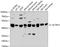 Actin Related Protein T3 antibody, 14-845, ProSci, Western Blot image 