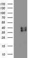 R-Spondin 3 antibody, MA5-26682, Invitrogen Antibodies, Western Blot image 