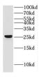 Gap Junction Protein Beta 2 antibody, FNab01857, FineTest, Western Blot image 