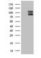 Discs Large MAGUK Scaffold Protein 4 antibody, NBP2-46462, Novus Biologicals, Western Blot image 