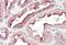 Stromal Cell Derived Factor 4 antibody, orb22530, Biorbyt, Immunohistochemistry paraffin image 