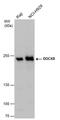 Dedicator Of Cytokinesis 8 antibody, PA5-78589, Invitrogen Antibodies, Western Blot image 