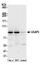 Cytoskeleton-associated protein 2 antibody, A302-151A, Bethyl Labs, Western Blot image 
