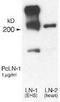 Laminin Subunit Alpha 1 antibody, TA309726, Origene, Western Blot image 