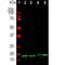 Visinin Like 1 antibody, M06959, Boster Biological Technology, Western Blot image 